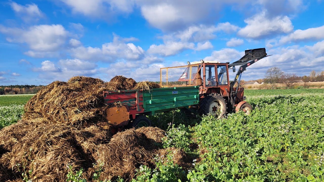 🔥Codzienne Obowiązki Przy Bydle🔥Czym Karmimy Że Tyle Ważą🤔Niskie Koszty=Duży Zysk💁‍♂️VLOG#38_2025