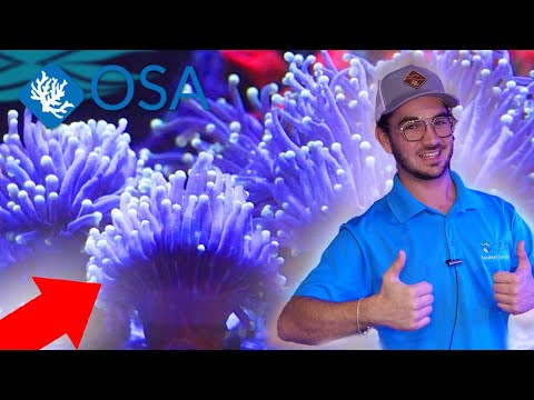 What are Torch Corals? | What is a Coral with Eli