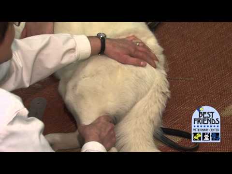 arthritis-in-dogs-&-cats