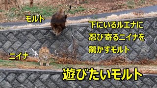 遊びたいモルト　〜 Lion (ライオン)〜　多摩動物公園 by && tamaoyaji 1,718 views 2 months ago 7 minutes, 29 seconds