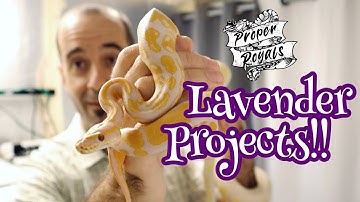 Lavender Albino Ball Python Breeding Plans - Dreamsicles and beyond!