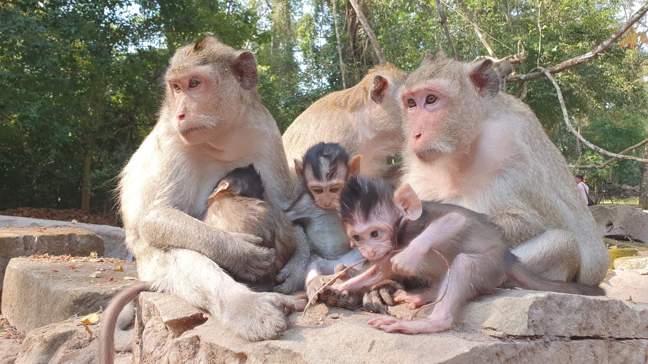 Wildlife monkeys in Amber & Mohanokor troop ❤  ❤PWM021