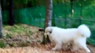 【グレートピレニーズ/greatpyrenees】アラン、ペットボトルを盗む
