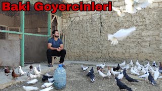 Göyerçinlerin Son Halı. Baki Goyercinleri #bakigoyercinleri #elixezer