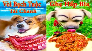 Thú Cưng TV | Bông ham ăn Bí Ngô Cute #58 | Chó thông minh vui nhộn | Pets cute smart dog