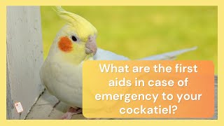 What are the first aids in case of emergency to your cockatiel