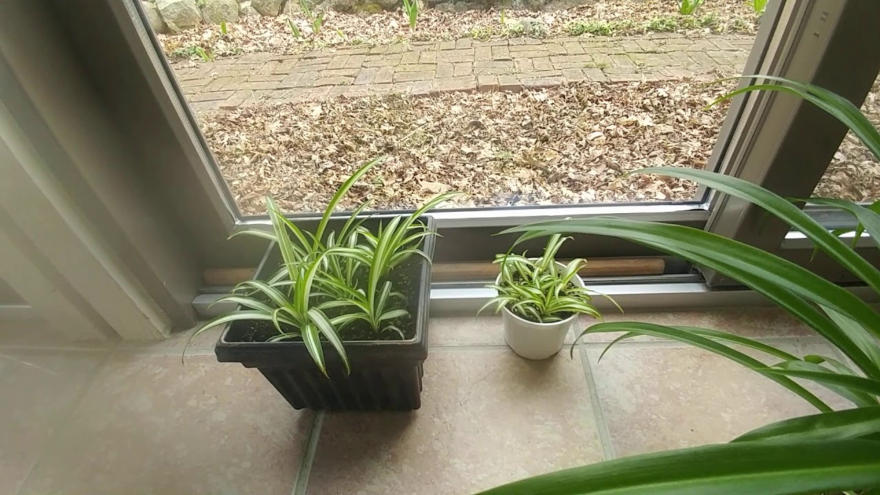 Tour Of My Houseplants - YouTube