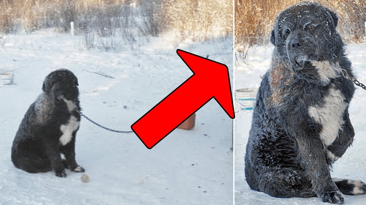 This Dog Chained In Freezing Cold For 4 Years – Now Watch When This ...