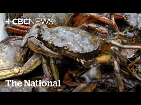 'They're designed to kill': European green crabs feasting on N.L. lobster stocks