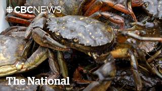 'They're designed to kill':  European green crabs feasting on N.L. lobster stocks