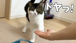 🐈息子猫がお手を完全にマスターしました！