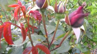 Kovsan Da Gitmem Resimi