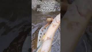 GRUBY LÓD = PRZYDUCHA