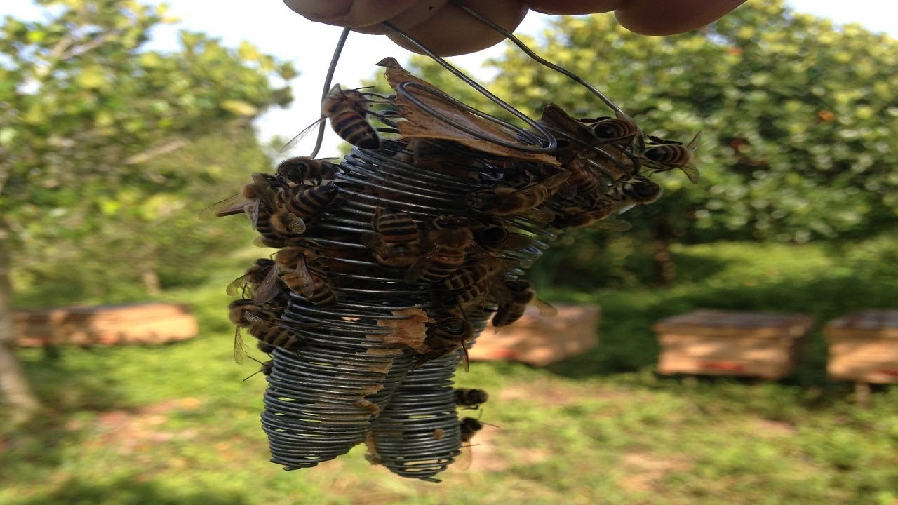 Top three of queens cage making by handmade easy common and