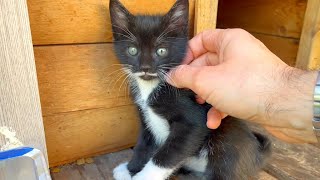 Kitten living on the street is waiting for me for love and play