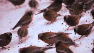 Gray-crowned Rosy-finch Mass Gathering