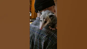 Opossum Ollie S Eyes Are Healing Well From An Eye Infection He Had When He Was Rescued 
