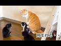 初めて先住猫と接触した子猫たち