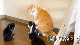 初めて先住猫と接触した子猫たち