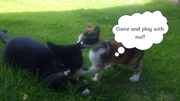 Calico kitten Penny playing with Tuxedo cat Sam and some cheeky hens!