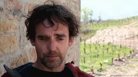 What is is the Alberello pruning system for grape vines?