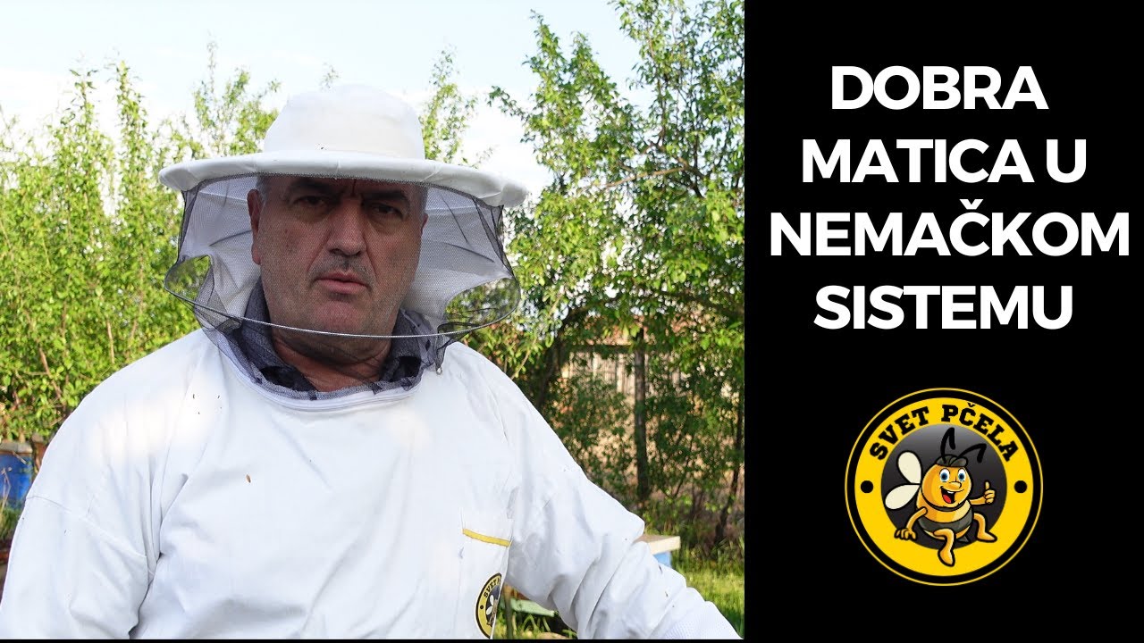 Matica iz mog pčelinjaka koja vrhunski drži kontrolu u košnici ...