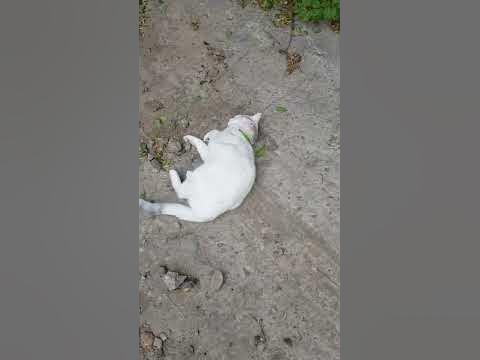 Шлёпа в тазике на прогулке(Милая Белочка🥰🐿) #симбочка #котики # ...