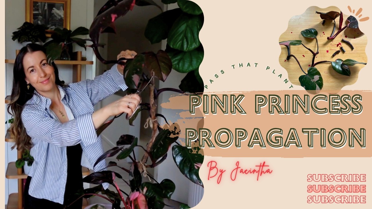 Как размножать филодендрон «Розовая принцесса» | Обновление информации о размножении филодендрона...