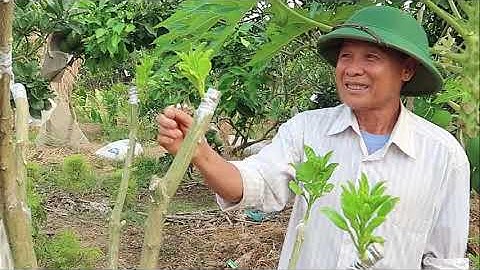 Kĩ thuật ghép cải tạo trên cây bưởi đang mang trái  ĐT 0392.447.065