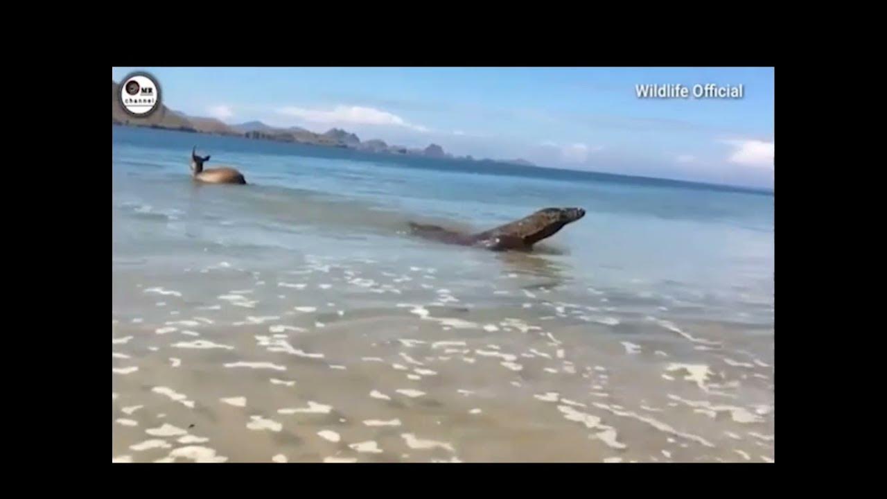 The "cold-blooded" Komodo dragon tore its prey 3 times larger in half