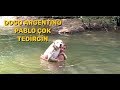 DOGO ARGENTİNO PABLO  ESCOBAR VE PARS REİSLE DEREDEYİZ TABİKİ EN İYİ YÜZEN PARS REİS