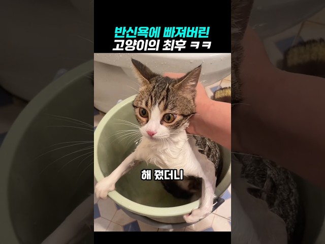 반식욕에 빠져 버린 고양이의 최후 ㅋ