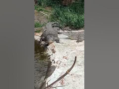 pregnant crocodile 🐊🥰🥰🐊🐊#sirmartinswangwana #wangwana #subscribe - YouTube