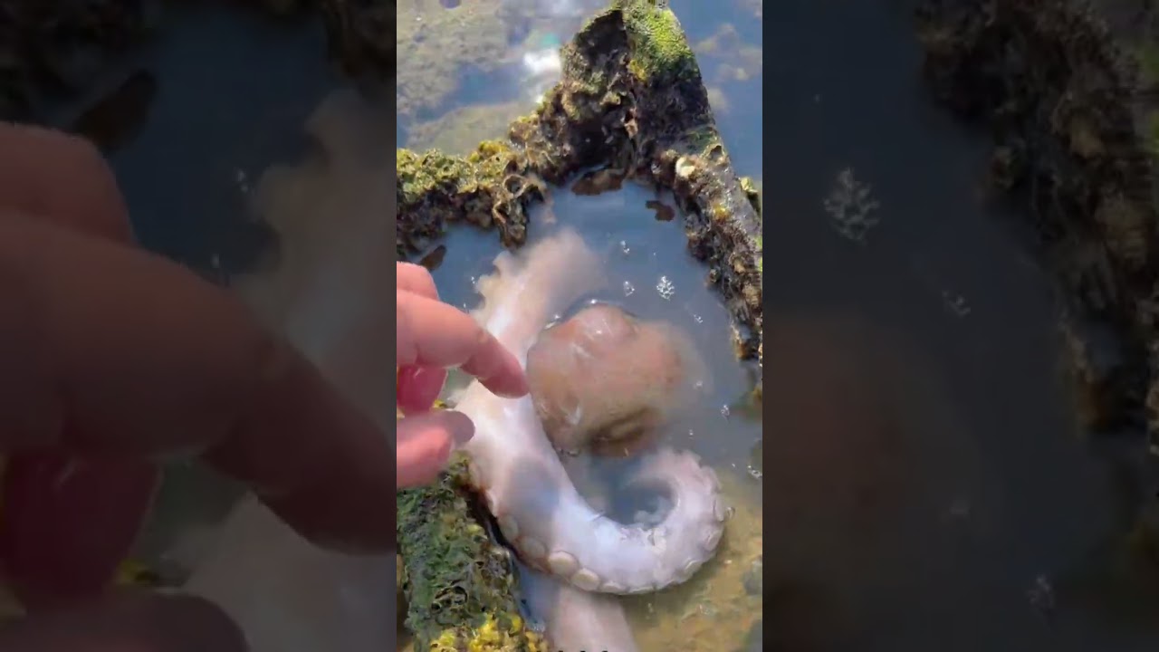 Evakuasi Paksa Makhluk Laut: Gurita & Kepiting Gede Pasrah! #shorts