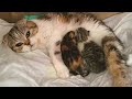 Кошка Лола родила двух прекрасных котят (28 мая 2023 г.)