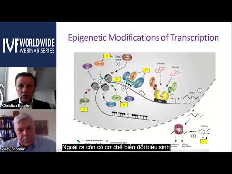 Progesterone – Cơ chế tác động