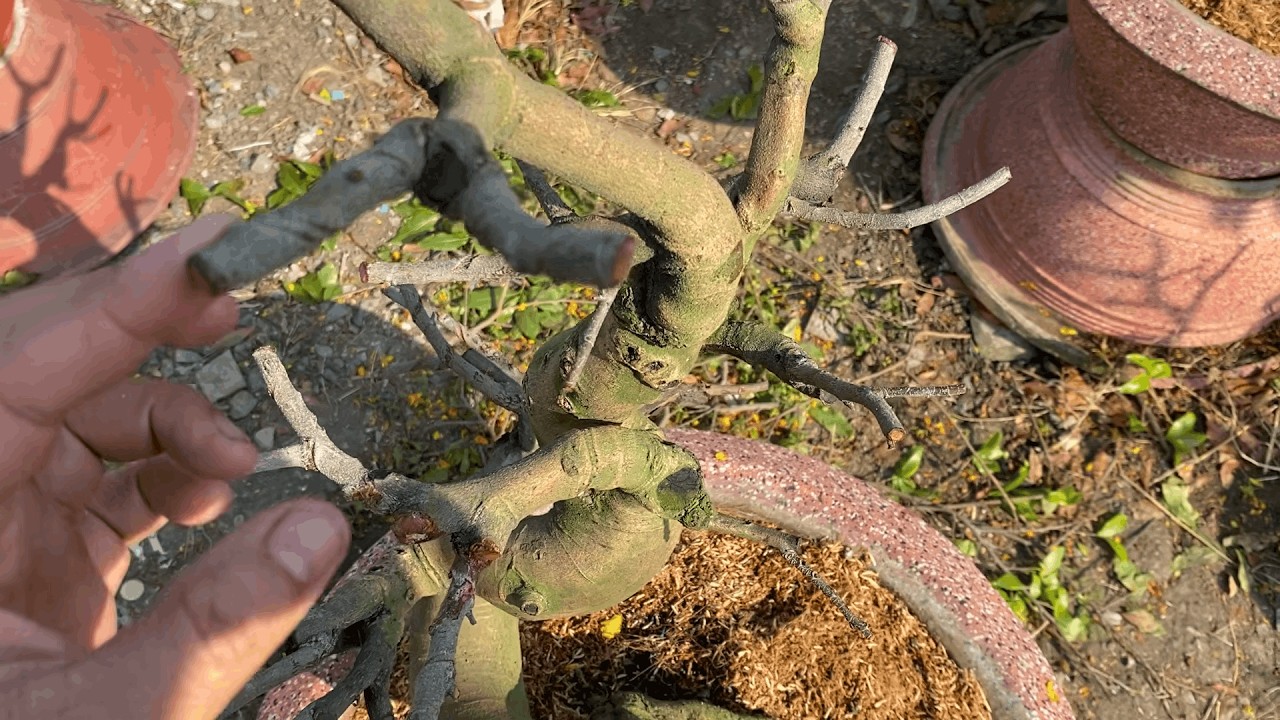 Cách chăm sóc mai sau xả tàn để mai ra tược mạnh mẽ