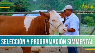 Genetica Simmental - TvAgro por Juan Gonzalo Angel