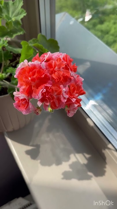 Пеларгония ЮВ Феникс - YouTube