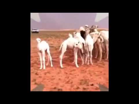 ياعلي رده ياعلي رده والرد عليها
