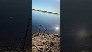 Лицензия на Сибирского осетра. Не браконьерствуйте✊🏼#рыбалка #якутия #fishing #якутск #carpfishing