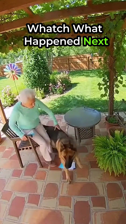 This Dog Is A Real Hero 😱