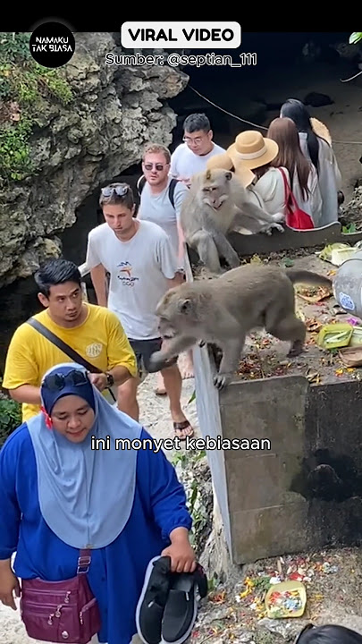 Foreign Tourists Don't Want to Lose Out to Balinese Monkeys‼️ #bulereaction #shorts #viralvideo