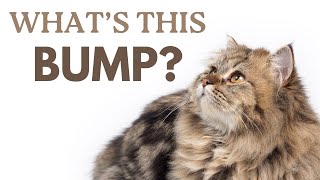 Famous Cat Lumps and Bumps: When to Worry and When to Wait Net Worth