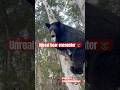 Unreal bear encounter! 🐻