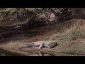 Tiger vs crocodile all about the attack of the tigress machli on the mugger crocodile