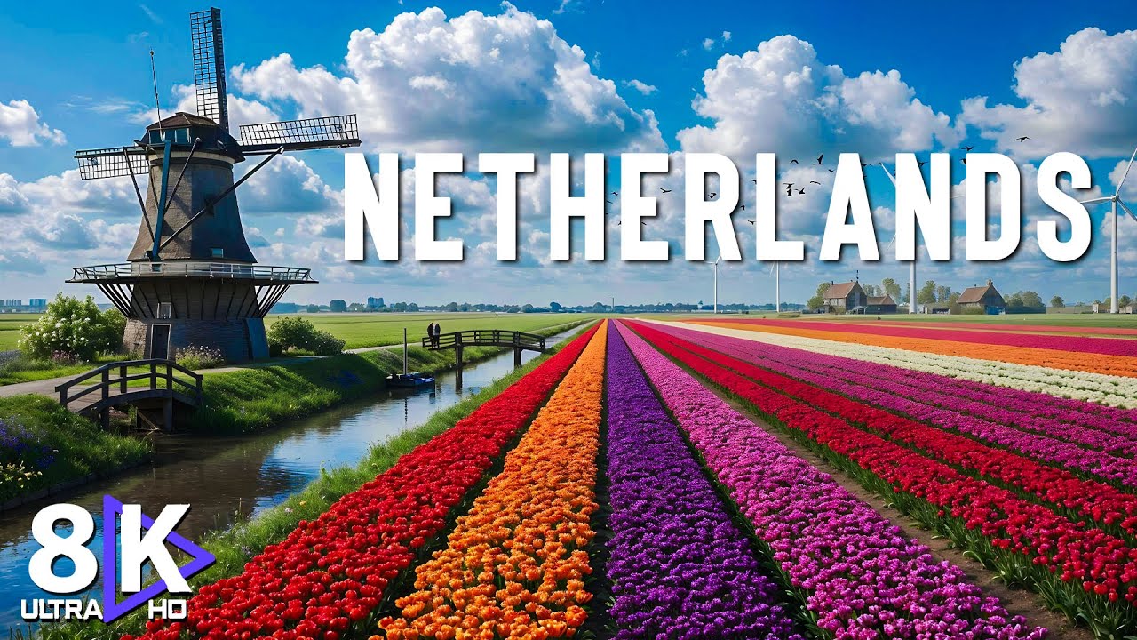 NETHERLANDS 8K (UHD) - Stunning Tulip Landscapes, Classic Windmills & Serene Rural Beauty