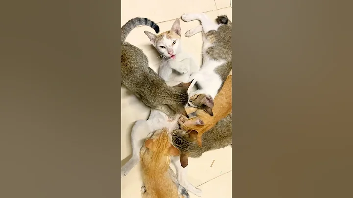 Watch the video about #cats #catmeowing #catvideos #shots #lovely #cuteanimals