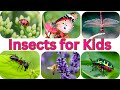 Insect names for children  learn all insect names