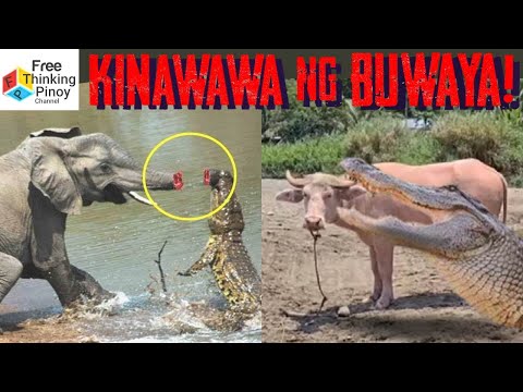 HIGANTING BUWAYA: Hari ng Ilog | Savage Moment of Crocodile HuntingMOMENTS